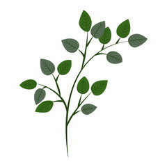 flower on white background Elements are isolated on a white background. Design for printing on cards, invitations