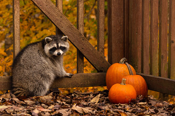 Raccoon and three pumpkins with a fall foliage background.