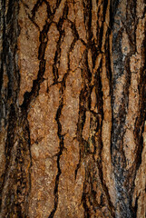Ponderosa Pine bark closeup in a vertical format, 20220904_5851.