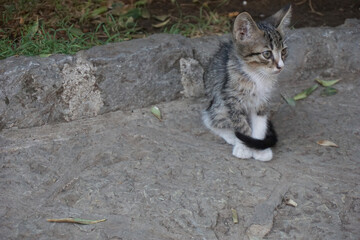 young grey tabby observer
