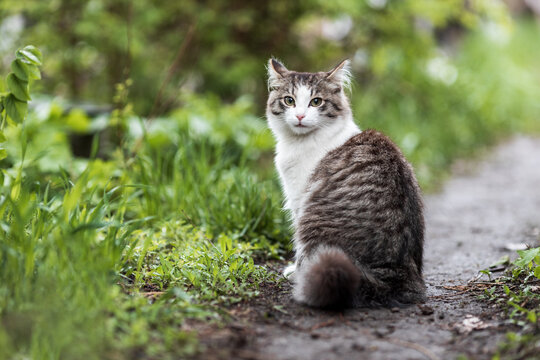 a cat sitting on a path, the background is blurred, grass and a cat