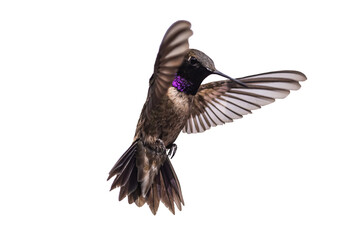 Black-chinned Hummingbird (Archilochus alexandri) Photo, Showing His Colors, in Flight on a Transparent Background