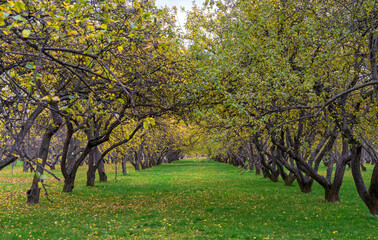 Naklejka premium Apple trees with yellow leaves in an autumn orchard.