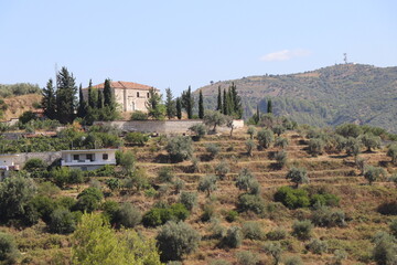 pola winogron na wzgórzu