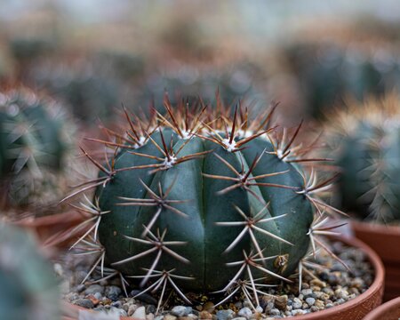 Selective focus shot of green Melocactus zehntneri cactus plant in a pot in the store