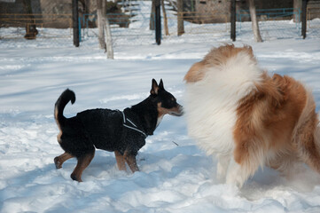 dogs collie breed play in winter outdoor. collie dog playing in snowy winter. playful collie
