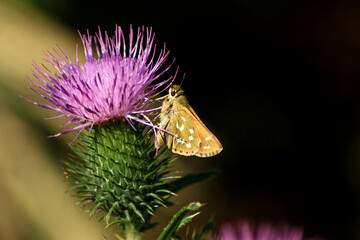 Silver-spotted skipper
