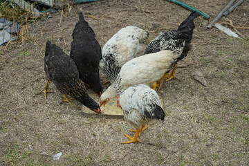 three black and three white large domestic chickens eat food from metal utensils on the ground outside