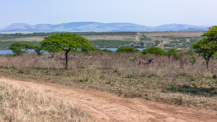 Wildlife Zebra Herd Trees Hillside Wilderness landscape