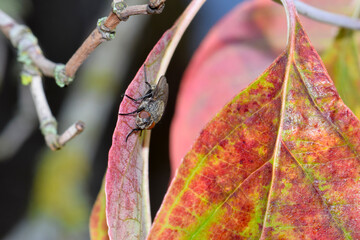 Dogwood Leaf Autumn Fly 01