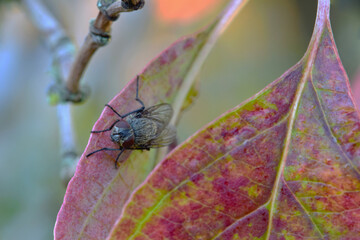 Dogwood Leaf Autumn Fly 03
