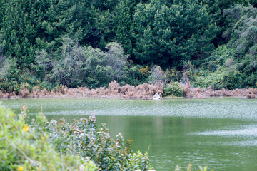 rio verde