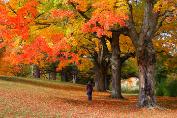 Beautiful Fall Foliage of New England, Boston, Massachusetts.