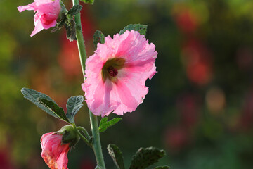pink hollyhock flower in the garden