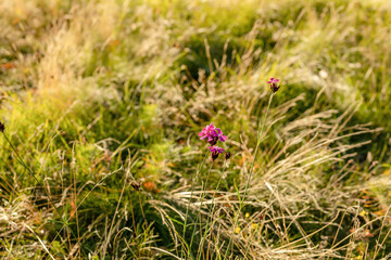 Dianthus carthusianorum on the green meadow.Autumn season.