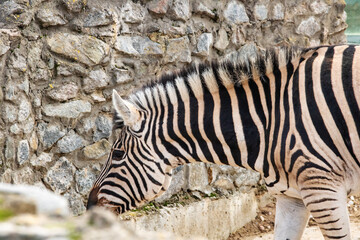 Fototapeta na wymiar Striped zebra on a background of stones