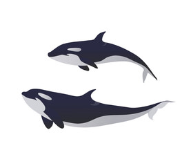 Beautiful Killer Whales Underwater. Vector Illustration Of An Orca.