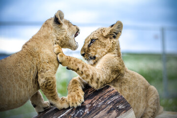 lion cubs playing © Jany