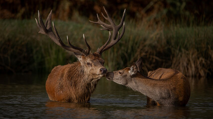 Red deer stag and hind