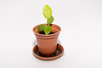 Young Lemon tree growing in a pot. On white backgrond