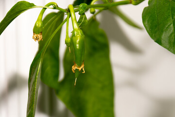 green chilli gowing on a plant