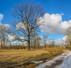 Old apple orchard in Kurakina Dacha park in St. Petersburg in early spring.