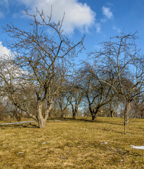 Old apple orchard in Kurakina Dacha park in St. Petersburg in early spring.