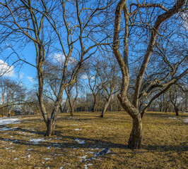 Fototapeta na wymiar Old apple orchard in Kurakina Dacha park in St. Petersburg in early spring.