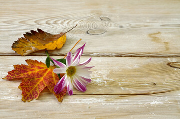 two colorful autumn leaves and a purple chrysanthemum flower on rustic pine boards