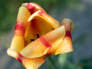 tulipan, kwiat, flower, czerwony, red, żółty, natura - obrazy, fototapety, plakaty