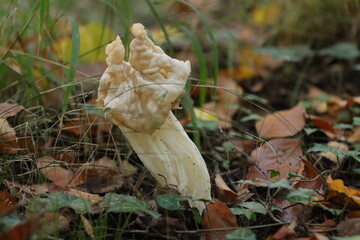 Was bin ich nur f&uuml;r ein Pilz