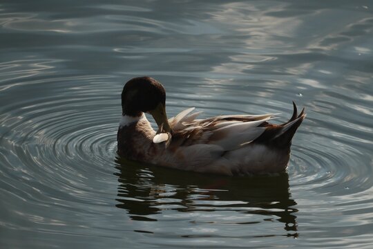 Closeup shot of a Duck cleaning his body