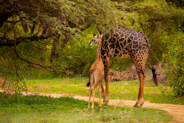 one small wild giraffe stands with his mother under the large tree and eats a leaf in national park...