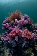 Naklejka na ściany i meble colourfull Soft coral reef during a scuba diving with blue background