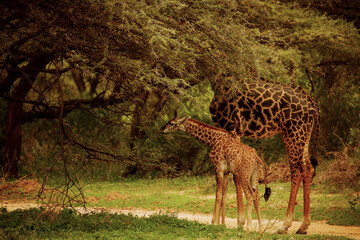 Naklejka na ściany i meble one small wild giraffe stands with his mother under the large tree and eats a leaf in national park in Africa
