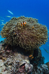Fototapeta na wymiar clown fish nemo in the ocean anemone portrait with blue background