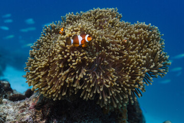 clown fish nemo in the ocean anemone portrait with blue background