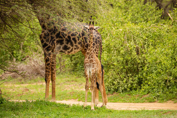 Naklejka na ściany i meble one small wild giraffe stands with his mother under the large tree and eats a leaf in national park in Africa