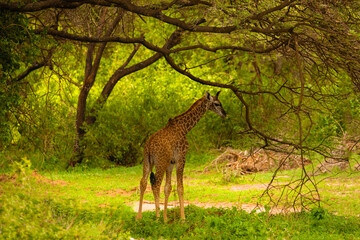 one small wild giraffe stands under a large tree and eats a leaf in national park in Africa