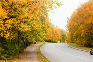Autumn alley of trees along the road.