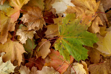 colorful maple leaves, wall of autumn leaves