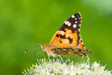 Butterfly on blossom flower in green nature.