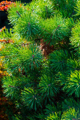 Fototapeta na wymiar pine tree branch in forest