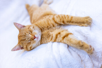 Obraz premium Orange Kitten Sleeping On Bed