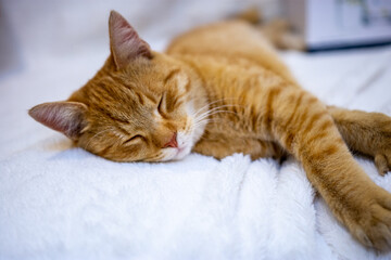 Orange Kitten Sleeping On Bed