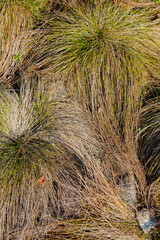 dry grass in the garden