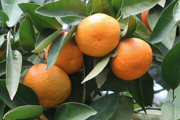 Primer plano de mandarinas maduras en el árbol