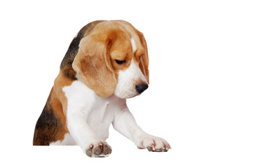 Beagle standing on blank board looking down to the copy space area