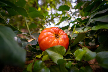 Forest Tomato