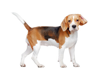 Funny beagle with a ear folded back looking into camera